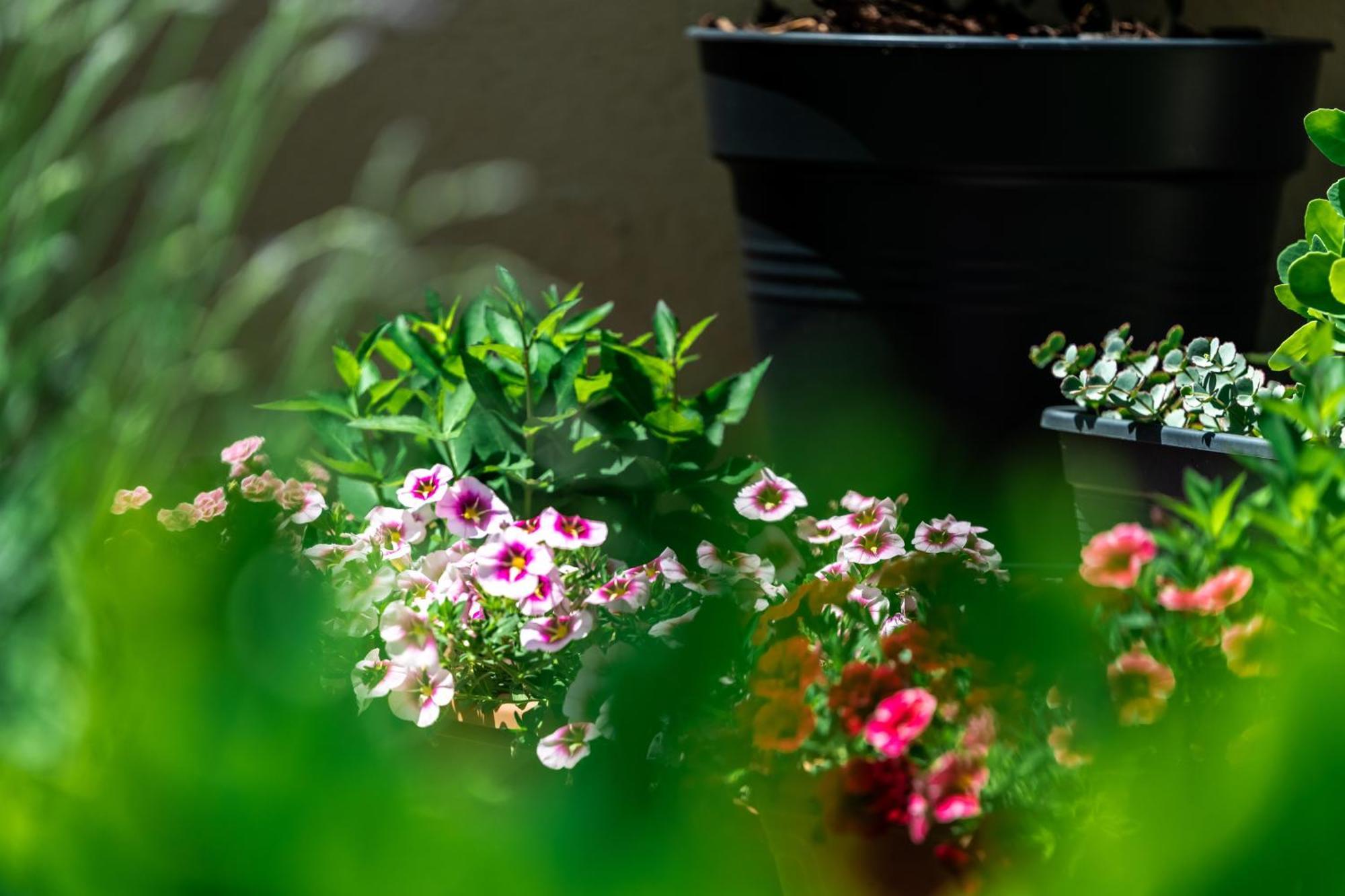 Flower Apartment Hévíz Dış mekan fotoğraf