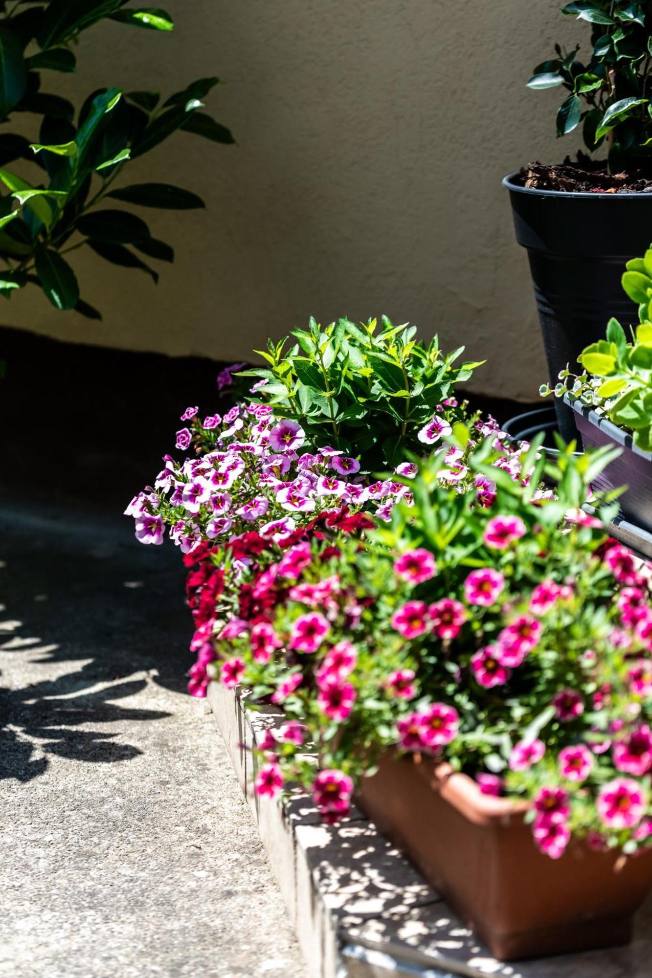 Flower Apartment Hévíz Dış mekan fotoğraf